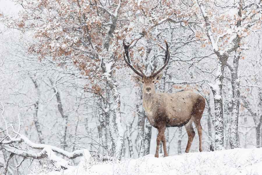 Red deer