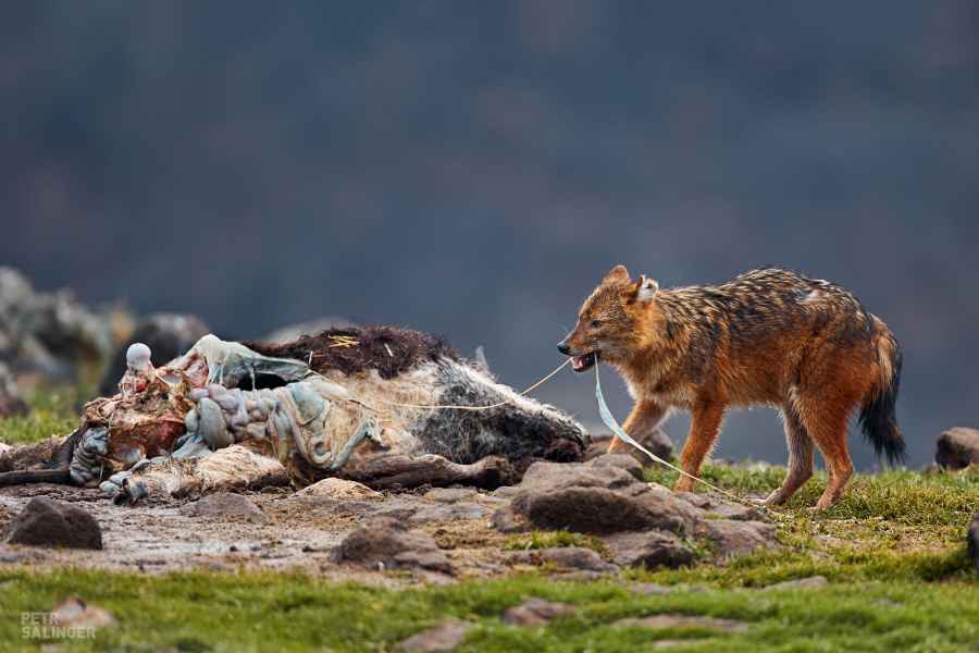 Šakal obecný (Canis aureus)