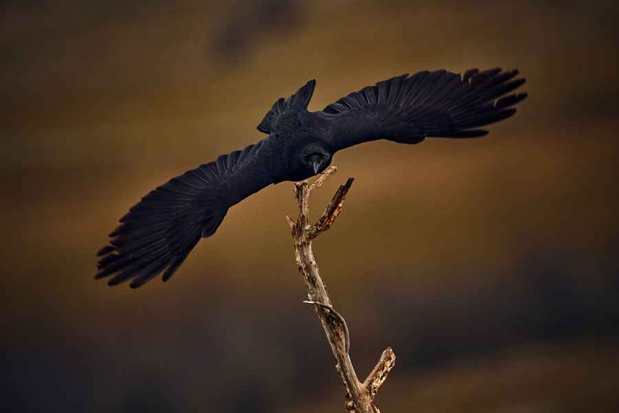 Common raven