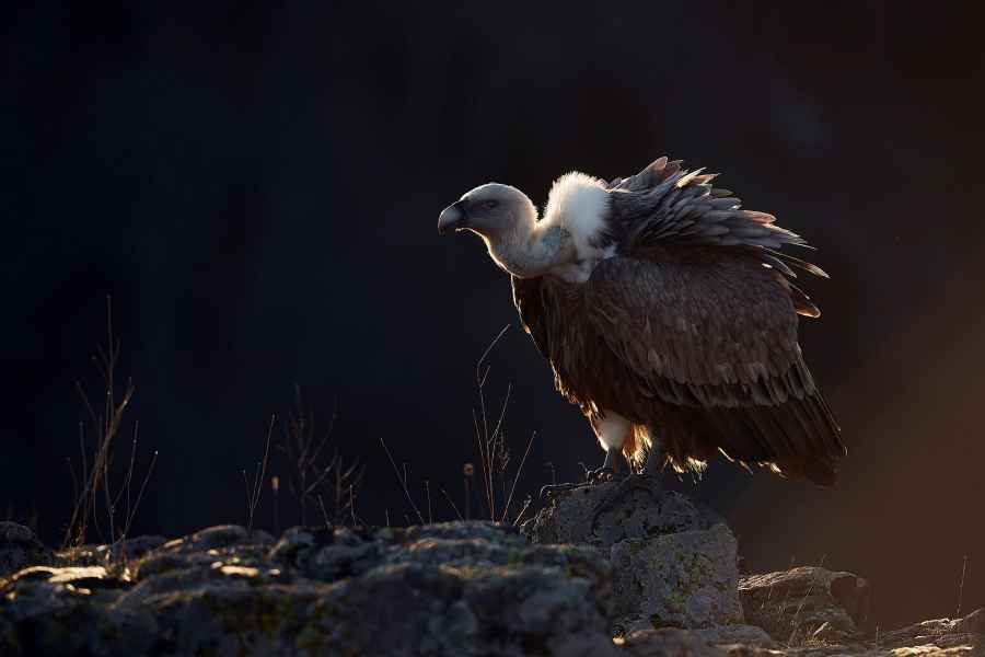 Griffon vulture