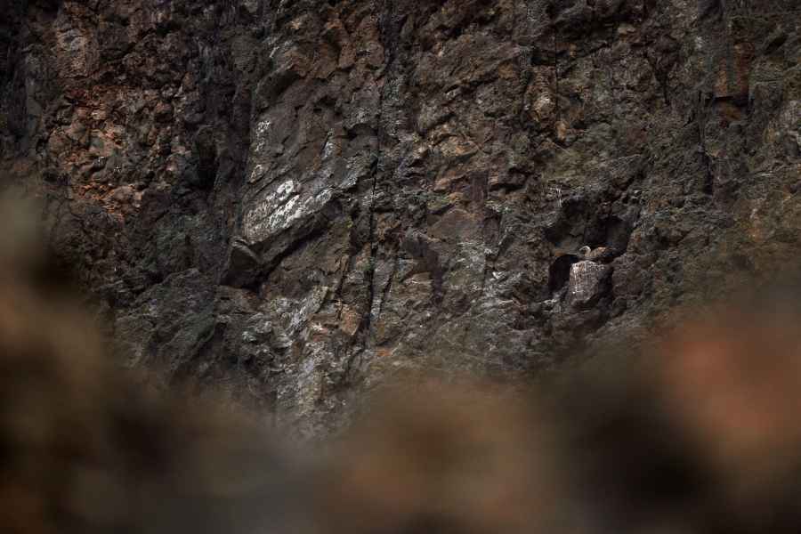 Sup bělohlavý (Gyps fulvus)