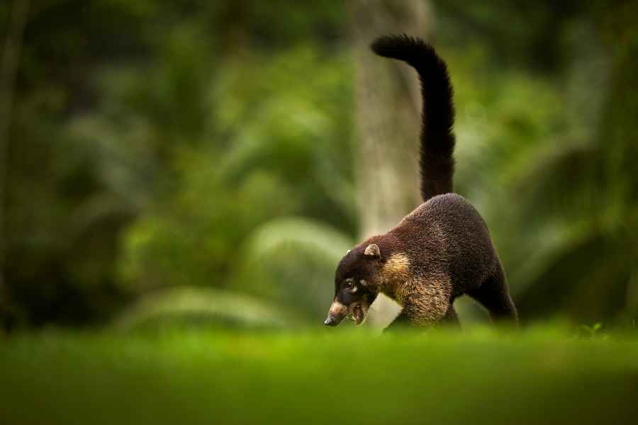 Nosál bělonosý (Nasua narica) White-nosed Coati