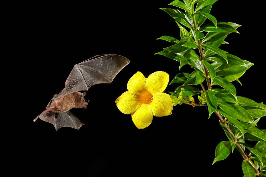 Listonos citrusový (Lonchophylla robusta) Orange nectar bat
