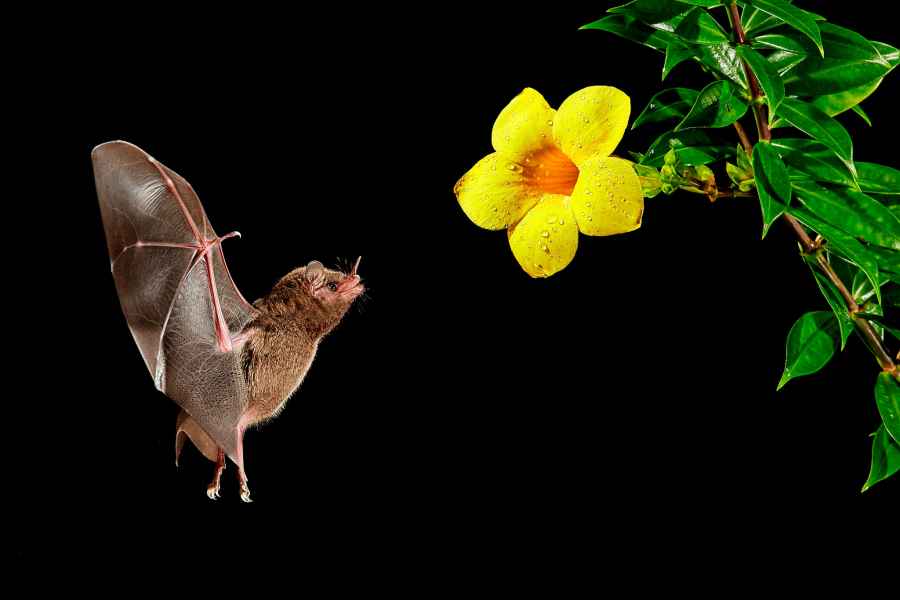 Listonos citrusový (Lonchophylla robusta) Orange nectar bat