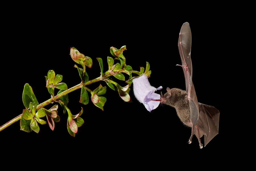 Listonos citrusový (Lonchophylla robusta) Orange nectar bat