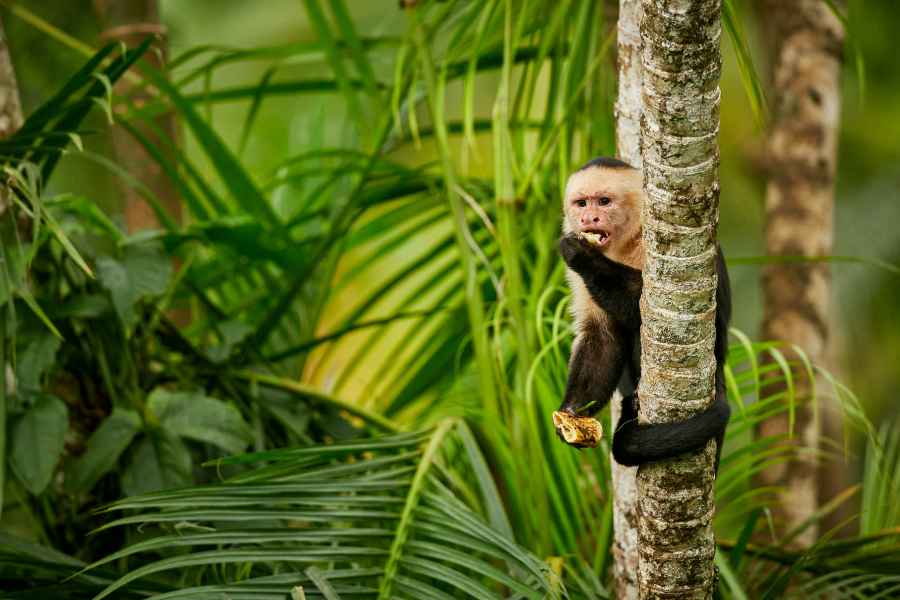 Malpa kapucínská (Cebus capucinus) White-throated Capuchin Monkey