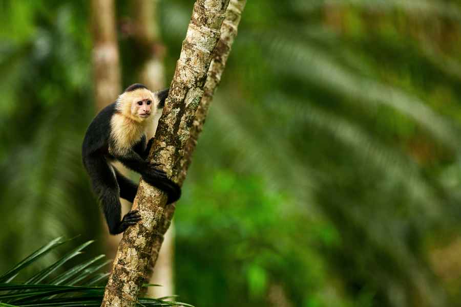 Malpa kapucínská (Cebus capucinus) White-throated Capuchin Monkey