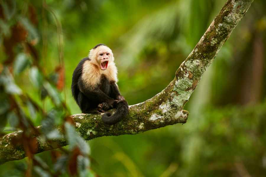 Malpa kapucínská (Cebus capucinus) White-throated Capuchin Monkey