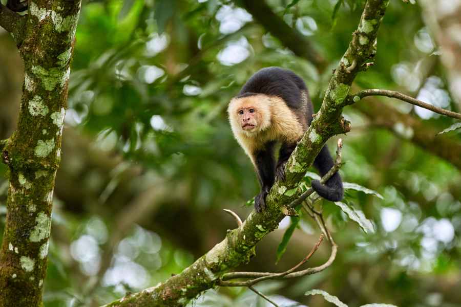Malpa kapucínská (Cebus capucinus) White-throated Capuchin Monkey