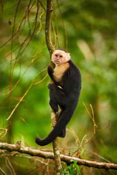 Malpa kapucínská (Cebus capucinus) White-throated Capuchin Monkey