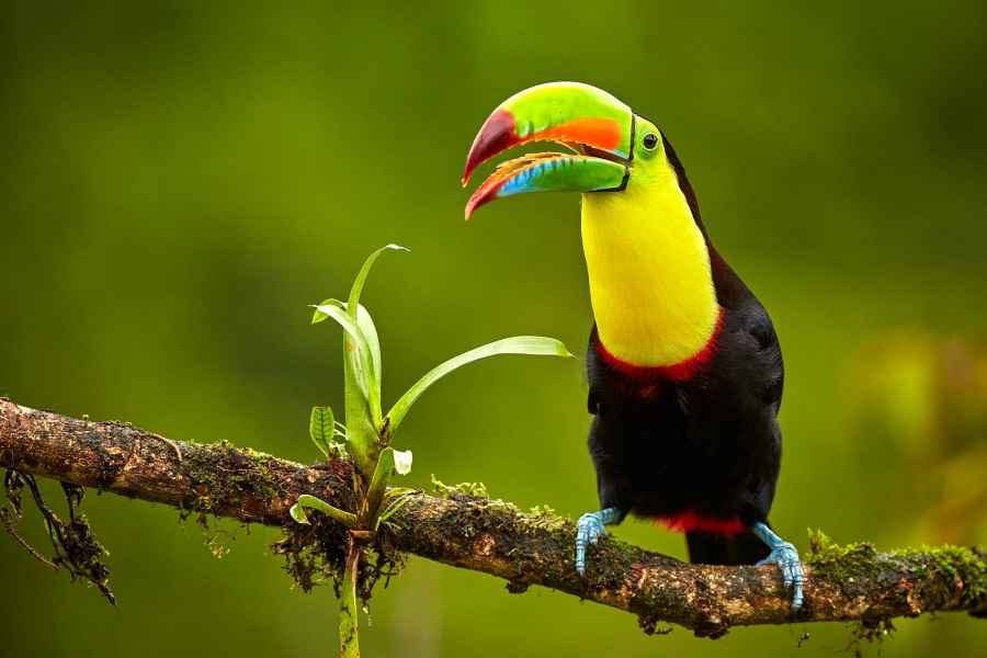 Tukan krátkozobý (Ramphastos sulfuratus)