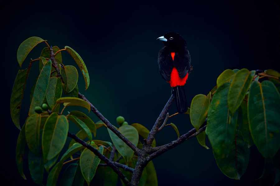 scarlet-rumped tanager