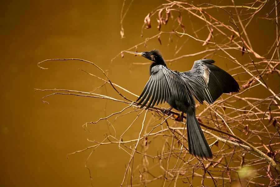 Anhinga americká (Anhinga anhinga) Anhinga