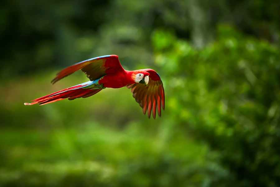 Ara arakanga (Ara macao) Scarlet Macaw
