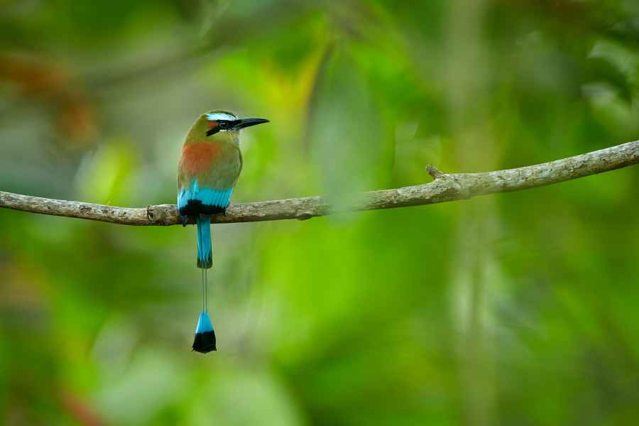 Momot skořicovobřichý (Eumomota superciliosa)
