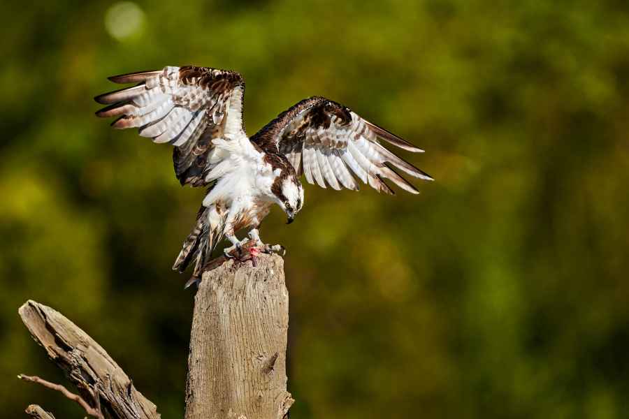 Orlovec říční (Pandion haliaetus) Osprey