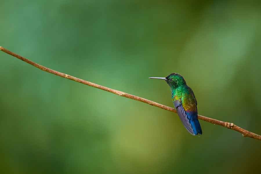 Fiery-throated Hummingbird