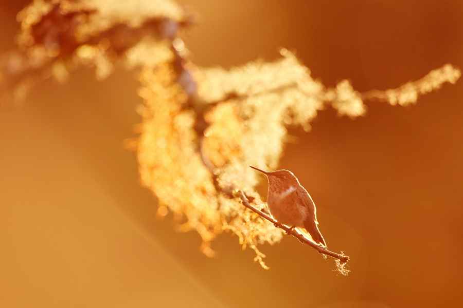 Kolibřík vulkánový (Selasphorus flammula) Volcano Hummingbird 