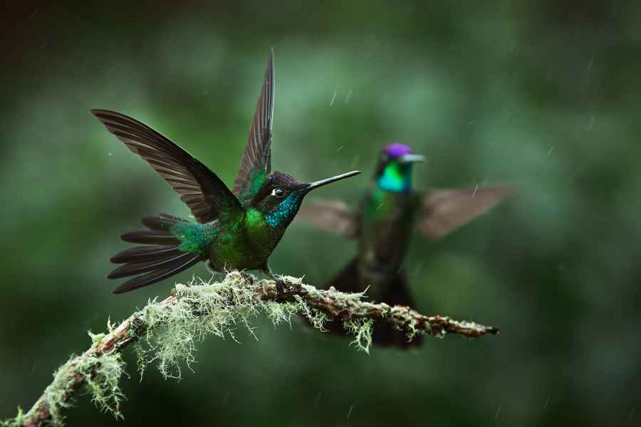 Magnificent Hummingbird (Eugenes fulgens) 