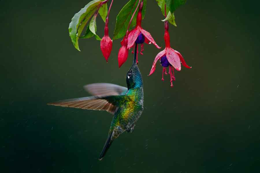 Magnificent Hummingbird (Eugenes fulgens) 