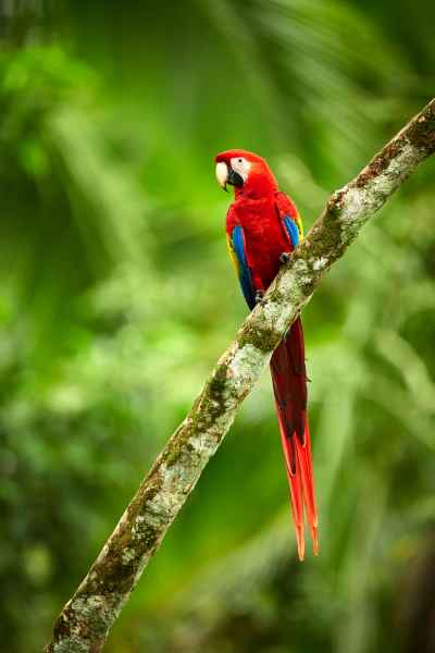 Ara arakanga (Ara macao) Scarlet Macaw