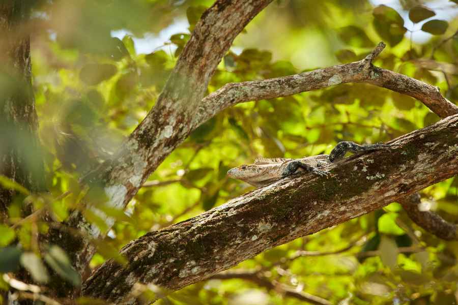 Leguán černý (Ctenosaura similis) Black Iguana