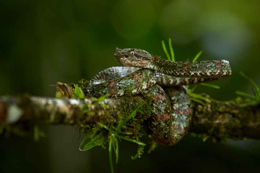 Křovinář ostnitý (Bothriechis schlegeli) 