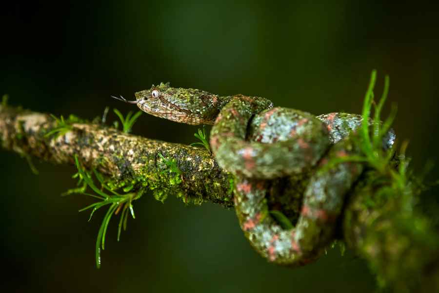 Křovinář ostnitý (Bothriechis schlegeli) 