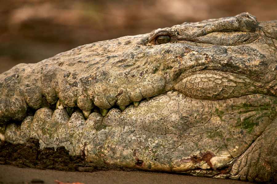 Krokodýl americký (Crocodylus acutus)