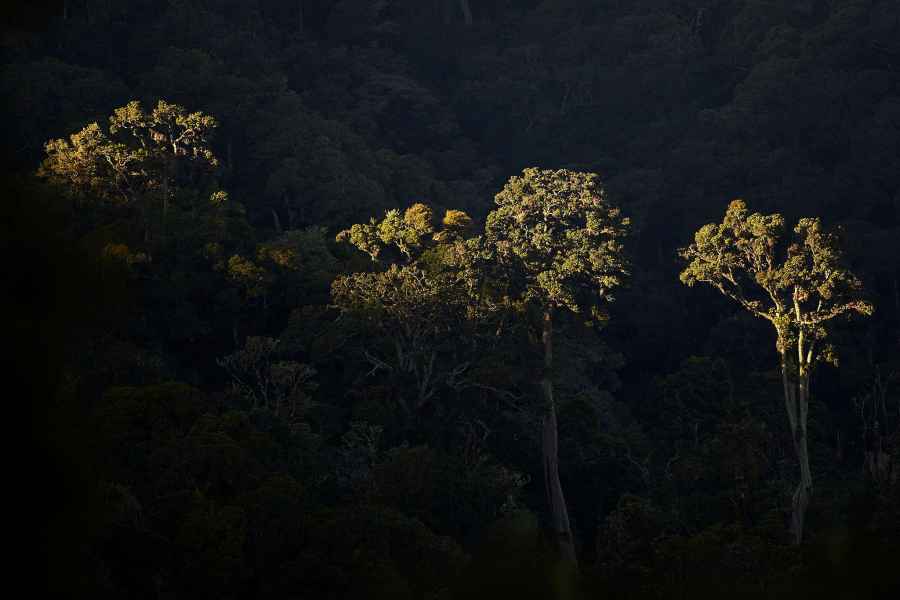 Deštný prales, Rainforest