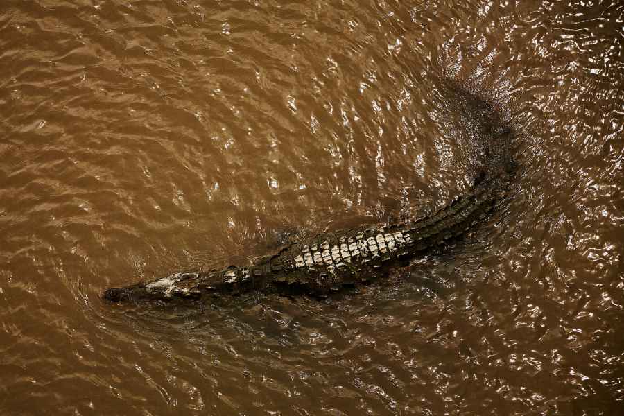 Krokodýl americký (Crocodylus acutus)