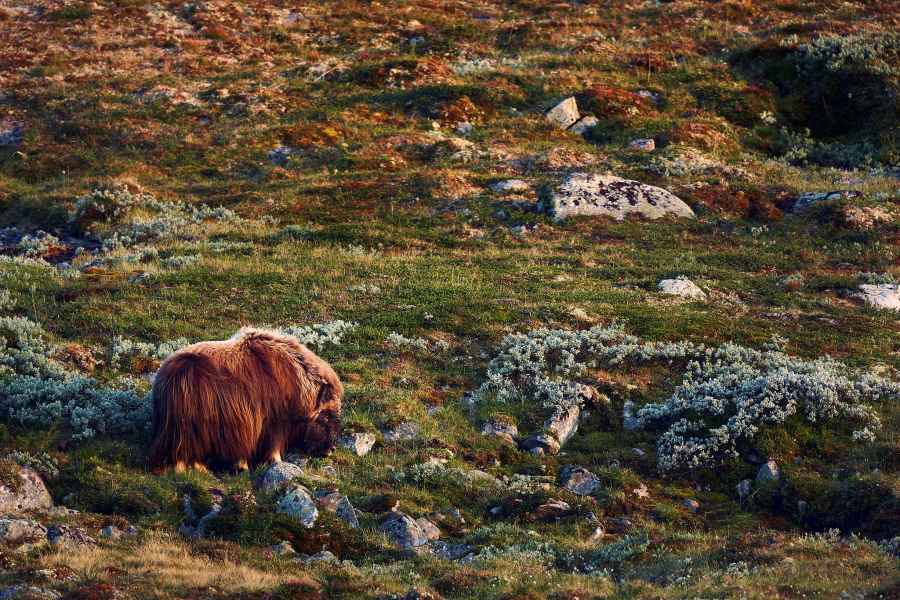 Muskox