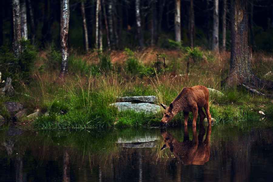 Moose (Alces alces)