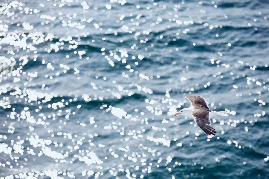 Great black-backed gull