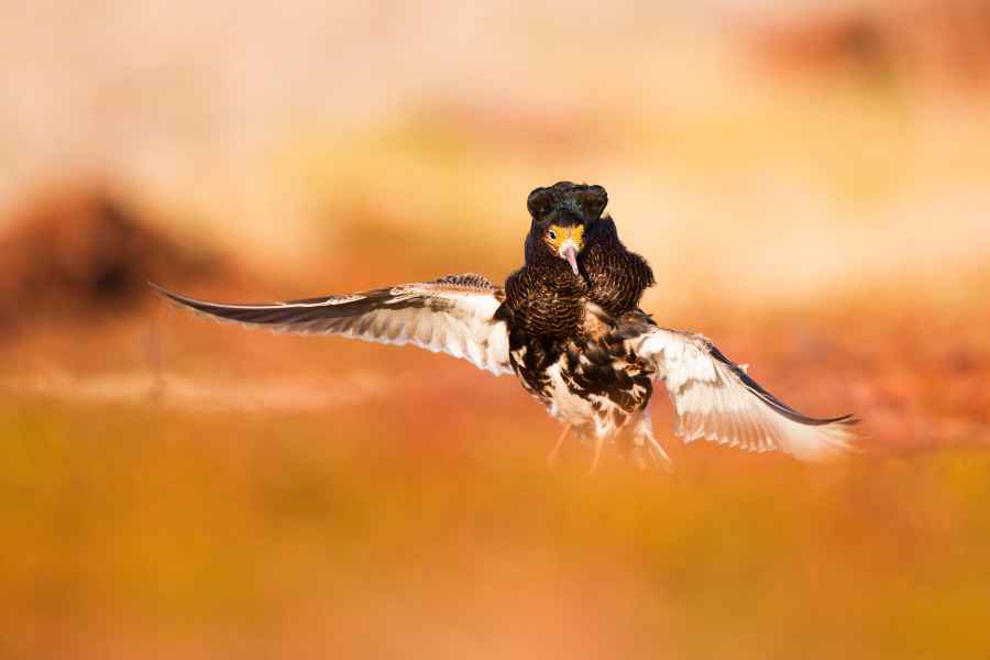 Jespák bojovný (Philomachus pugnax)