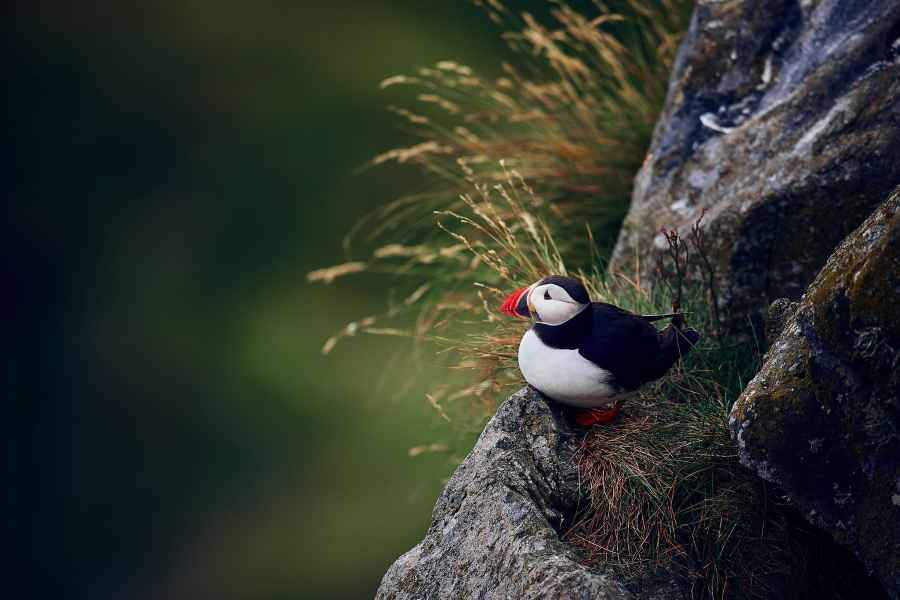 Atlantic puffin