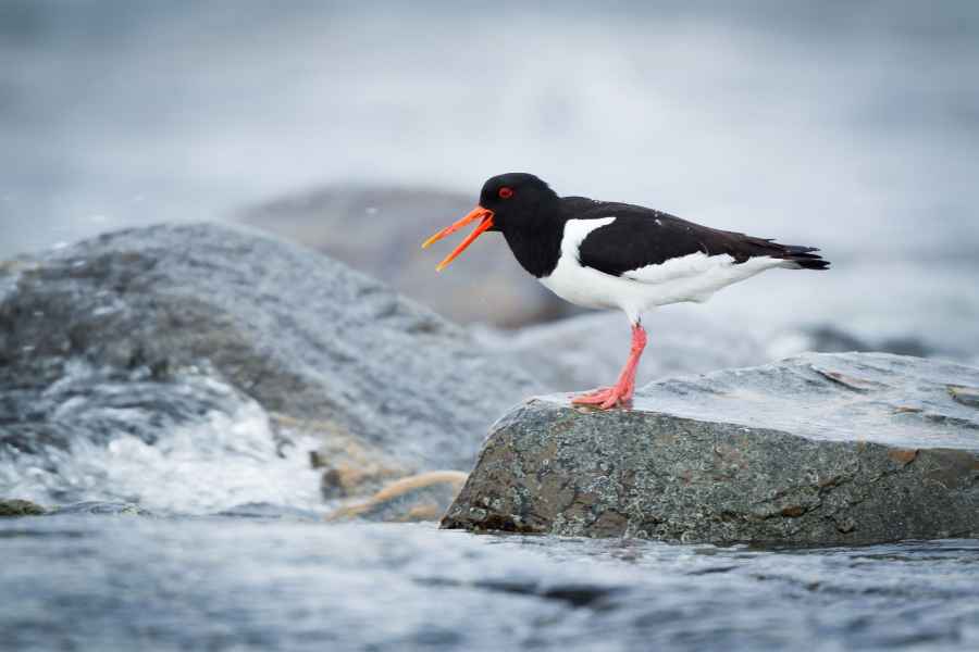 Ústřičník velký (Haematopus ostralegus)