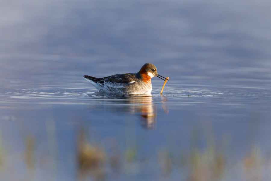 Lyskonoh úzkozobý (Phalaropus lobatus)