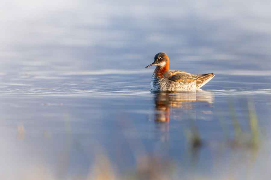 Lyskonoh úzkozobý (Phalaropus lobatus)