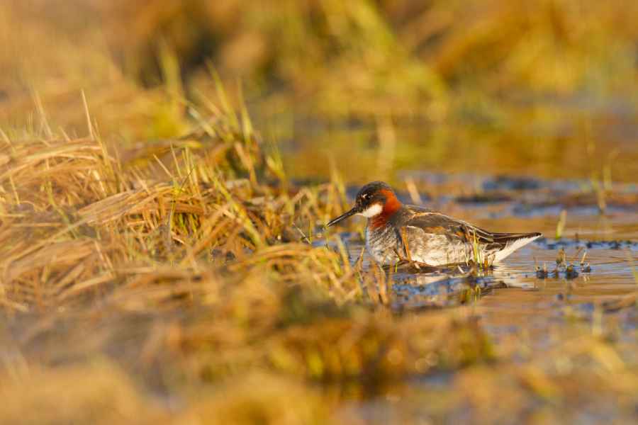 Lyskonoh úzkozobý (Phalaropus lobatus)
