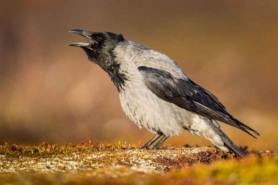 Vrána šedá (Corvus cornix)