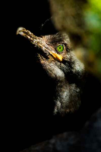 Kormorán chocholatý (Phalacrocorax aristotelis)