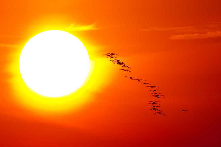 Jeřáb popelavý (Grus grus)