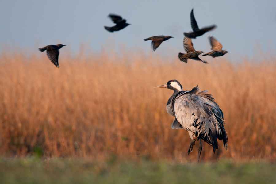 Jeřáb popelavý (Grus grus)
