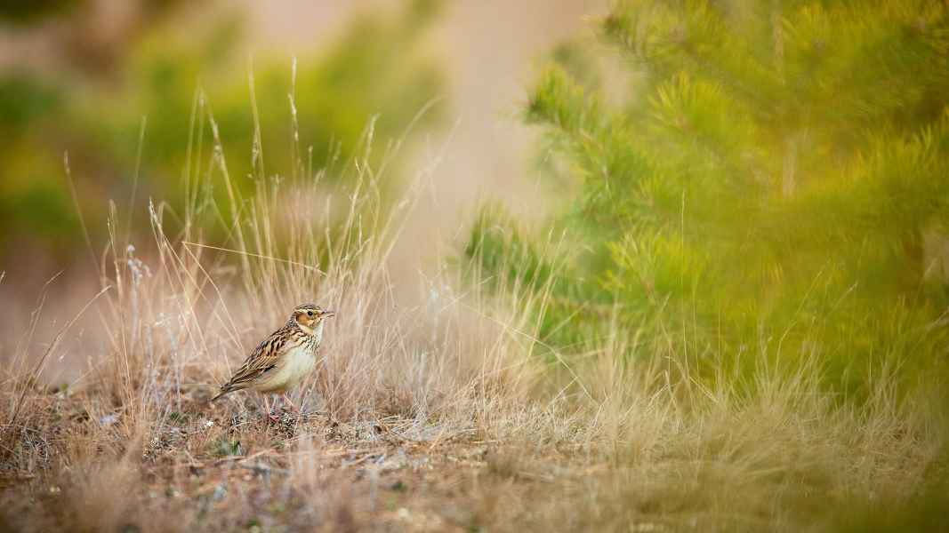 Woodlark