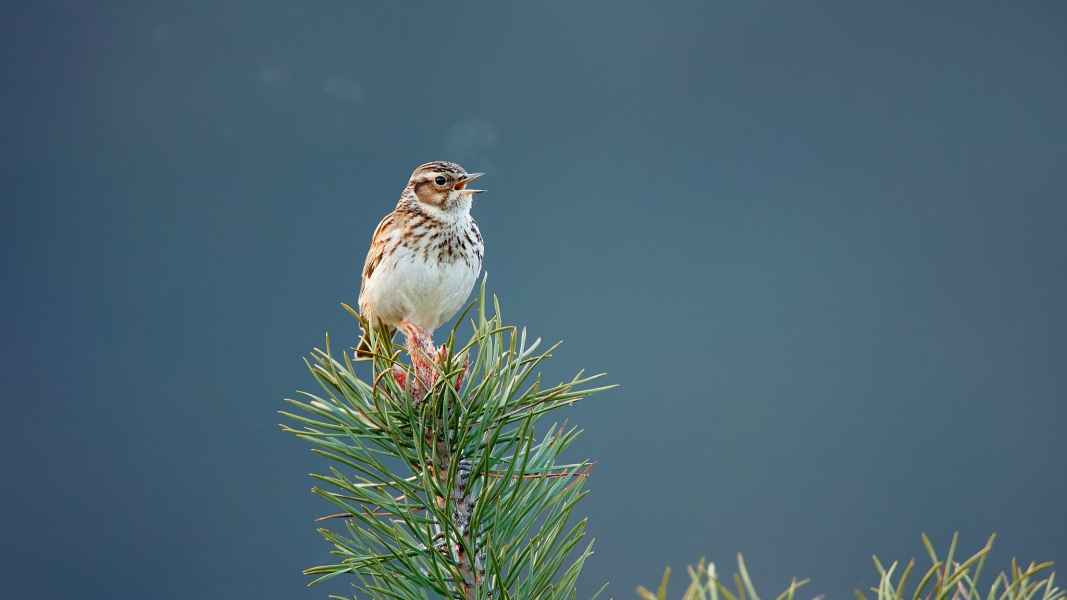 Woodlark