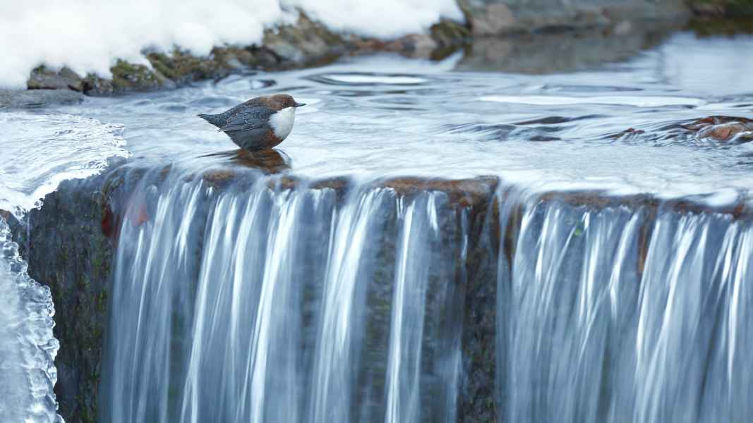 White-throated dipper