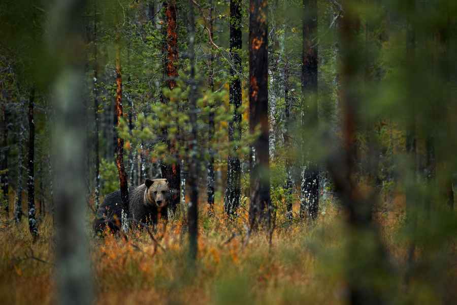 Brown bear (Ursus arctos)