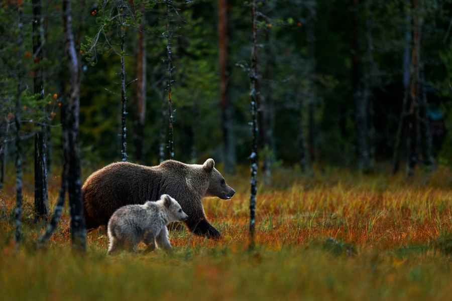 Brown bear (Ursus arctos)