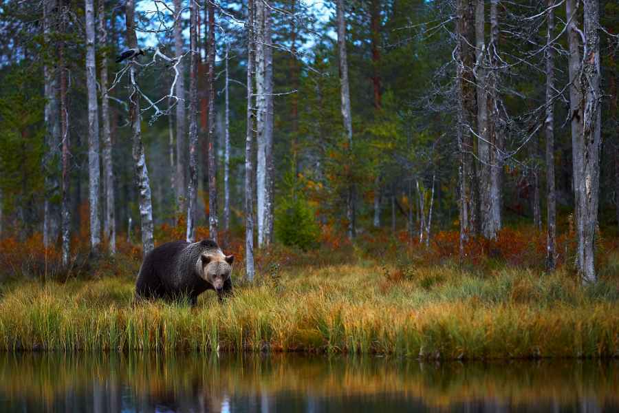Brown bear (Ursus arctos)